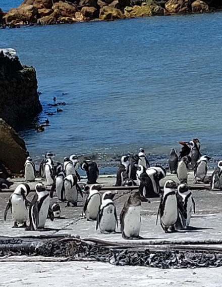 Pinguine in Simons Town beobachten